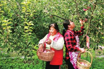 　　果农们在采摘苹果