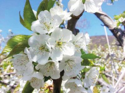 　　本报讯（通讯员王福东）眼下正是樱桃树开花的季节，王平镇五百亩樱桃树开花争奇斗艳，扮靓美丽村庄。