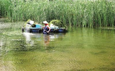 　　冯村沟河湖管理人员正在清理河道中的水草