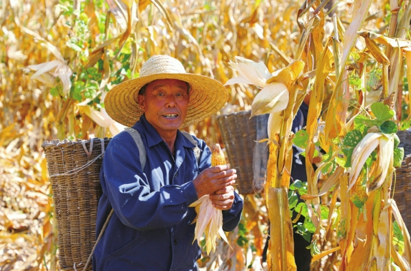 ▲西胡林村民在收获玉米
