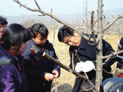 高超的技术嫁接起农民希望