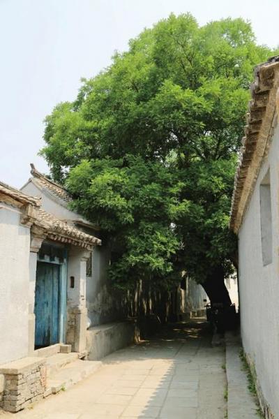 古街旁千年古槐郁郁葱葱