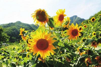 花开绚烂