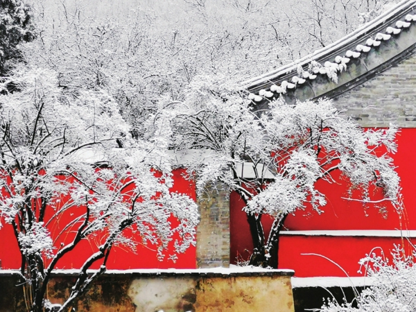 戒台寺春雪 姚宝良/摄