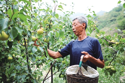 社会主义核心价值观硕果盈枝秋意浓 京西福地庆丰收